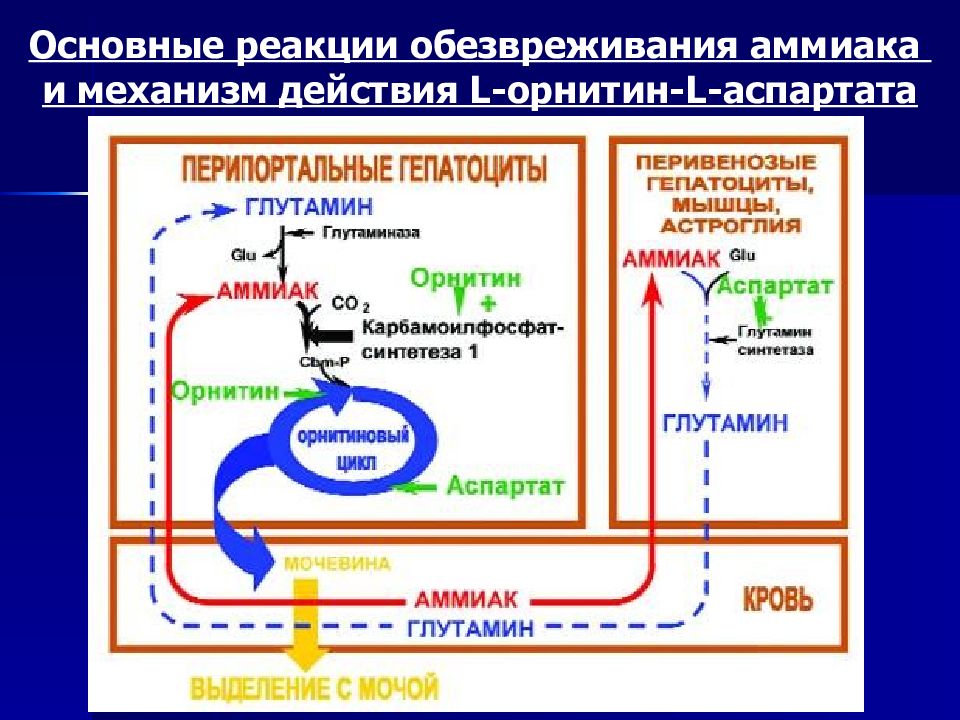 Временное обезвреживание аммиака виды