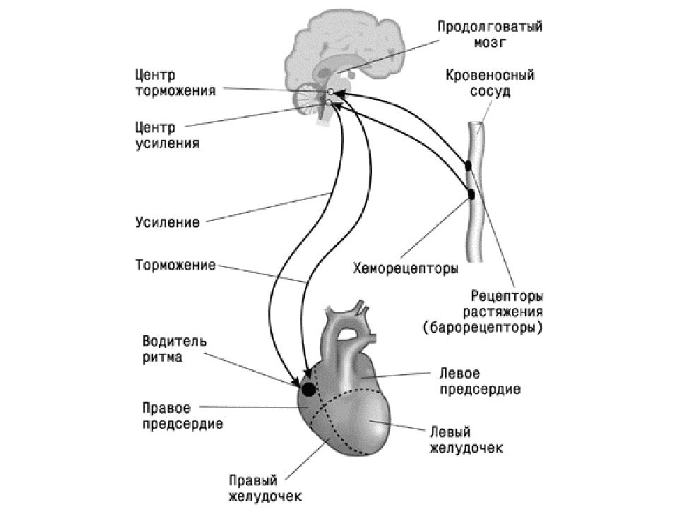 Схема регуляции сердечной деятельности
