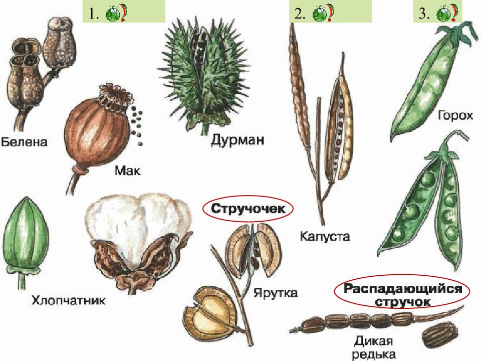 Типы плодов схема