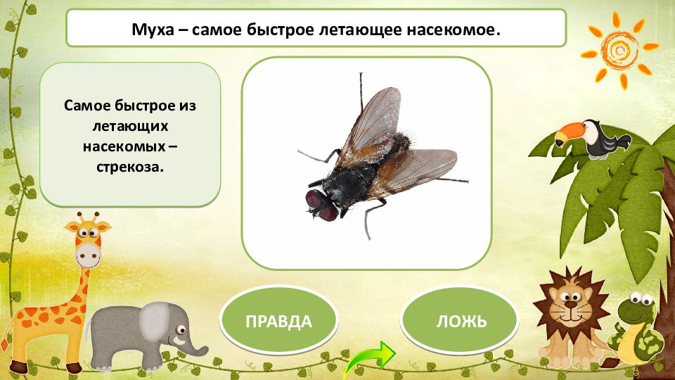 Викторина презентация про насекомых