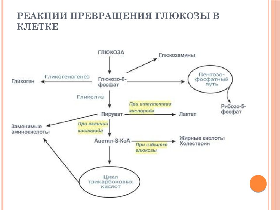 Обмен пвк. Общая схема превращения Глюкозы в организме. Основные пути превращения Глюкозы в клетке. Схема метаболизма Глюкозы в клетке. Пути превращения глюкозо-6-фосфата /схема/.