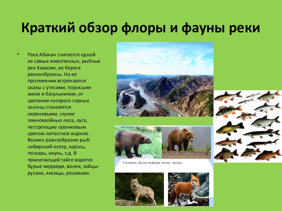 МБОУ « Чапаевская СОШ» Река Абакан и её экология Краткий обзор флоры и фауны реки