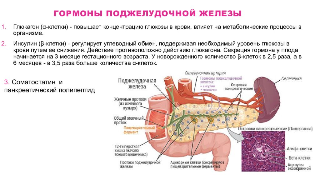 Поджелудочная железа изменения неспецифического характера. Поджелудочная железа строение функции гормоны. Эндокринная часть поджелудочной железы гормоны и функции. Поджелудочная железа анатомия структура. Поджелудочная железа внутренней секреции гормоны.