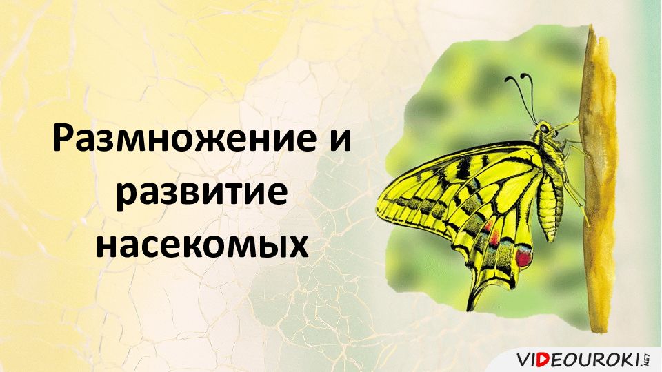 Размножение и развитие насекомых