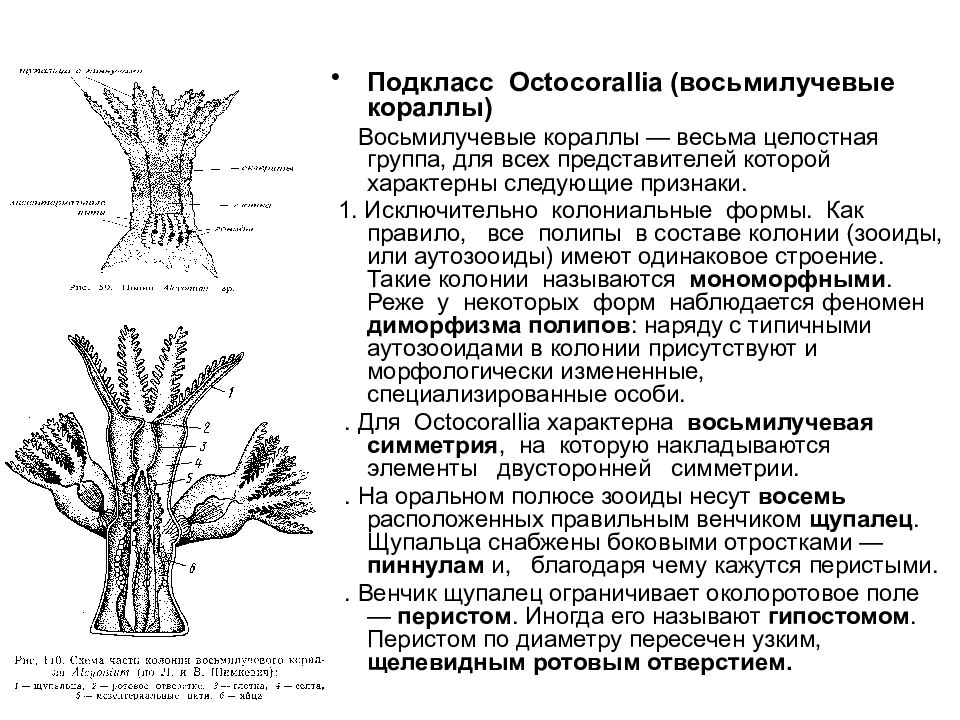 Сравнительная характеристика шести и восьмилучевых кораллов. Восьмилучевые кораллы строение. Строение коралла. Коралловые полипы строение. Octocorallia жизненный цикл.