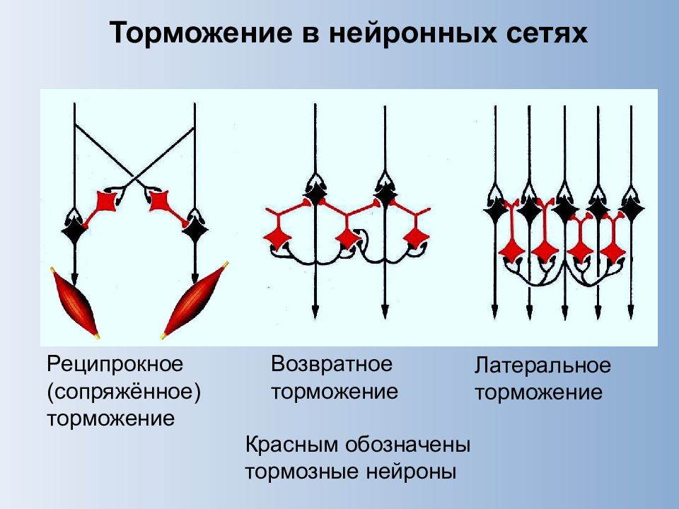 Торможение. Реципрокное возвратное и Латеральное торможение. Латеральное постсинаптическое торможение схема. Виды торможения Латеральное возвратное реципрокное. Схемы реципрокного и возвратного латерального торможения.