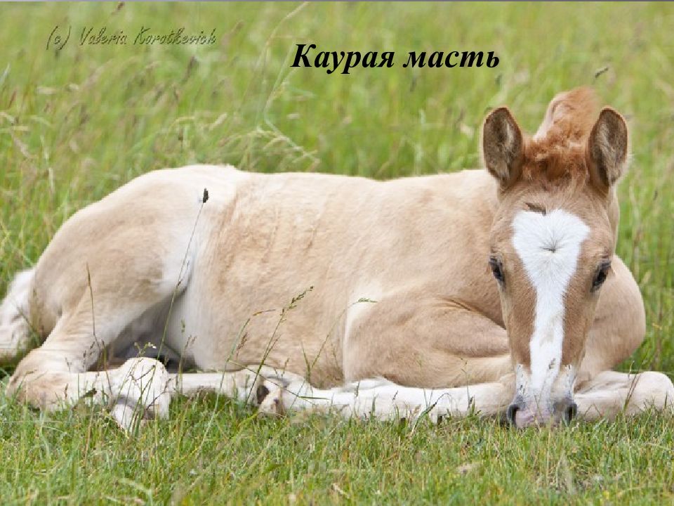 Каурая масть