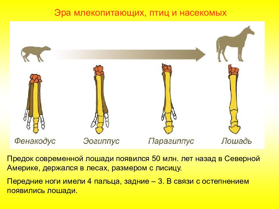 Как называют представленный на рисунке ряд скелетов конечностей предков современной лошади