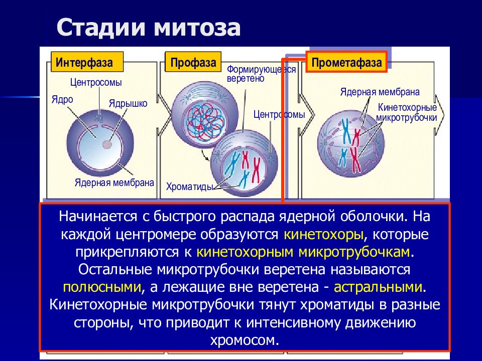 Что происходит в интерфазе. Прометафаза. Прометафаза процессы. Прометафаза митоза. Фазы митоза интерфаза.