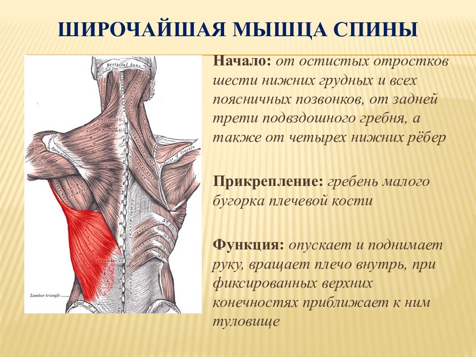 Широчайшая мышца спины анатомия картинки