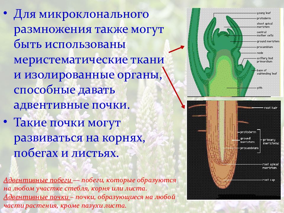 Микроклональное размножение растений презентация