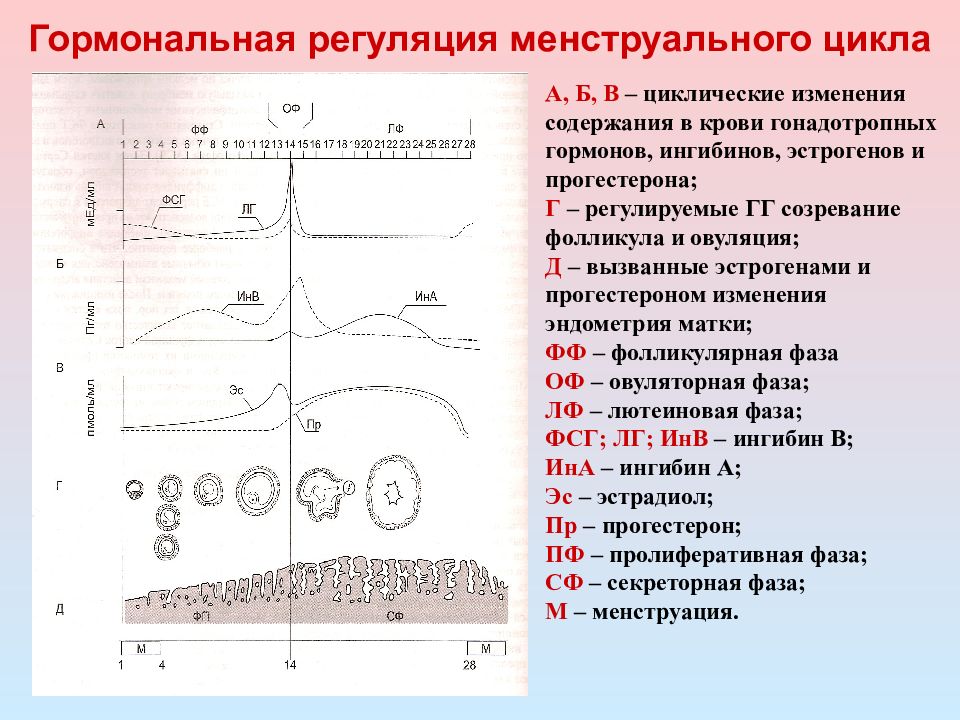 Схема менструационного цикла