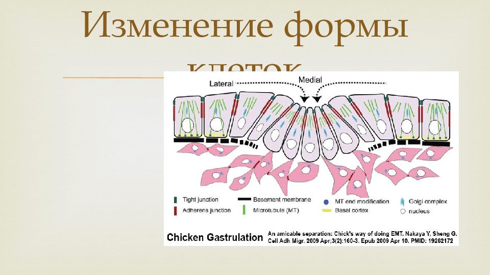 Изменения клетки. У собак перед овуляцией меняется форма клеток.