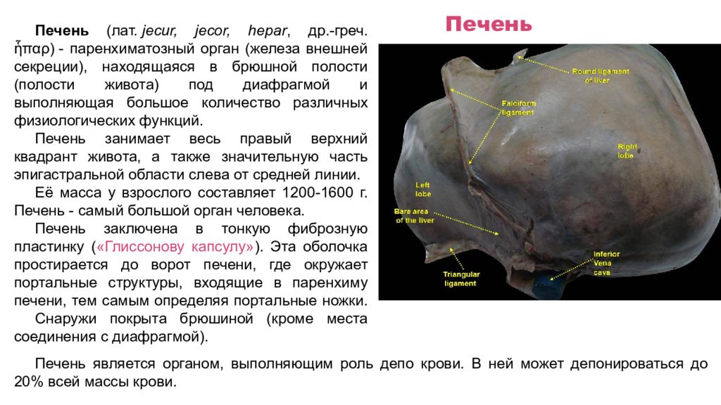 Оболочки печени. Оболочки печени анатомия. Капсула печени анатомия. Серозная оболочка печени. Портальные структуры печени.