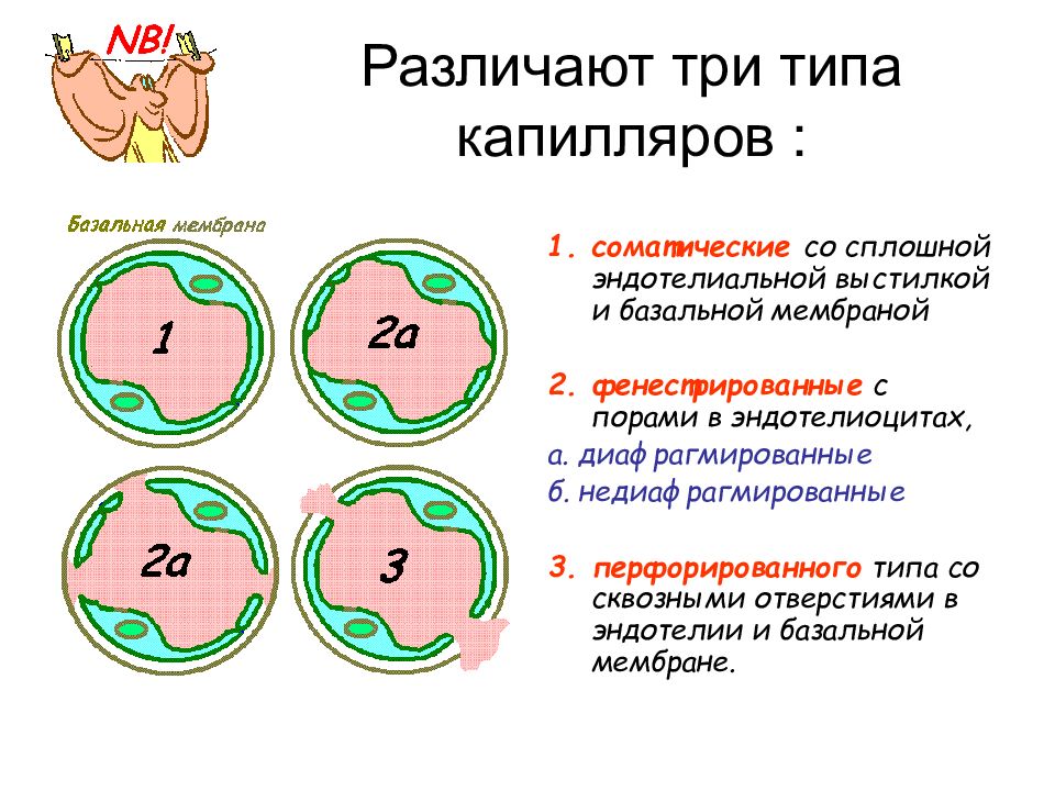 Третьего типа. Капилляр соматического типа схема. Строение соматического капилляра. Строение различных типов капилляров. Виды капилляров гистология.