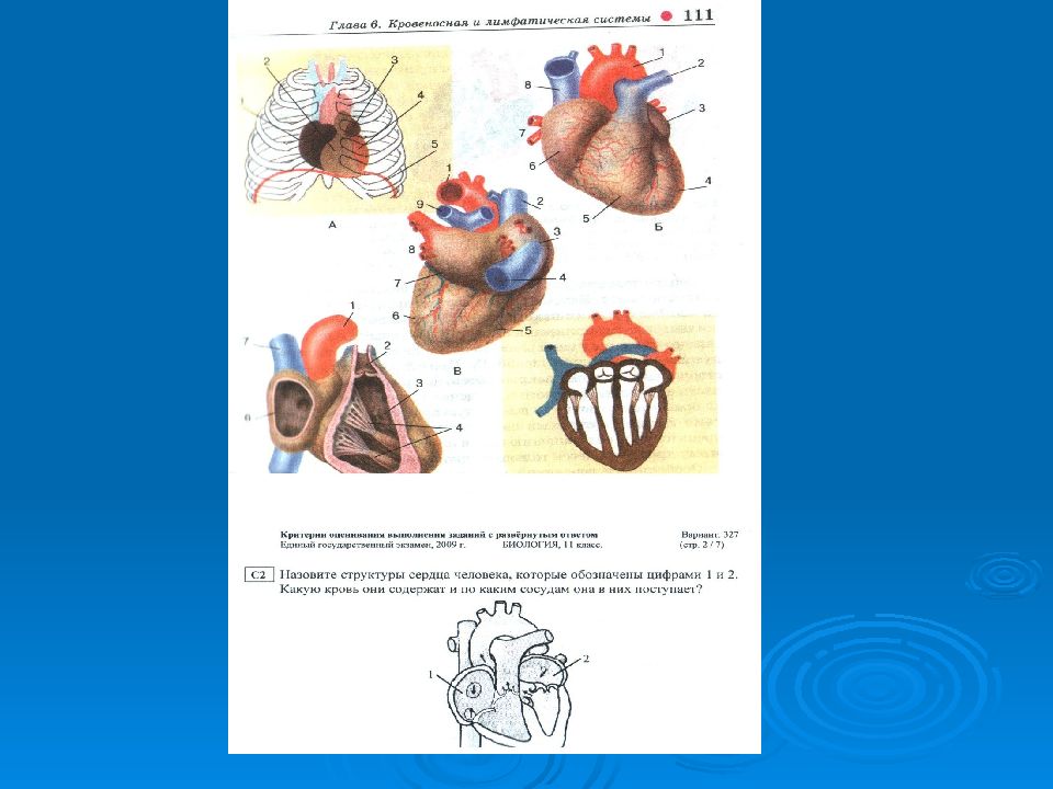 Тест по биологии 9 класс строение сердца