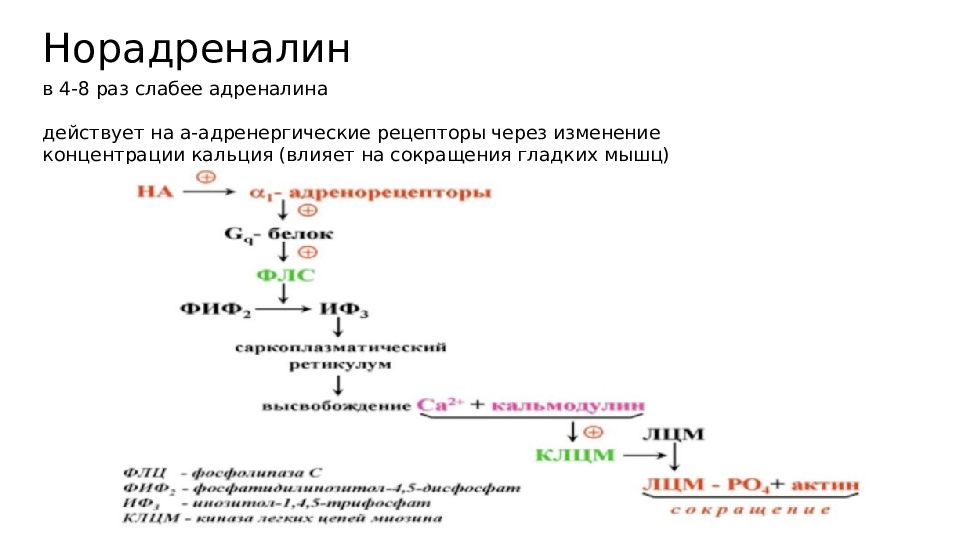 Норадреналин и адреналин отличия. Альфа 1 адренорецепторы механизм. Альфа адренорецепторы механизм действия. Механизм действия Альфа адренорецепторов. Механизм действия бета 1 адренорецепторов.