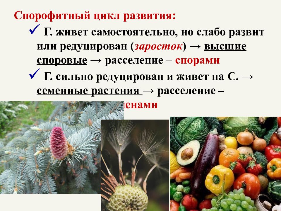 Что такое высшие семенные растения. Споровые и семенные растения. Представители семенных растений. Спорофитная самонесовместимость. От чего зависит цвет многоклеточных водорослей.