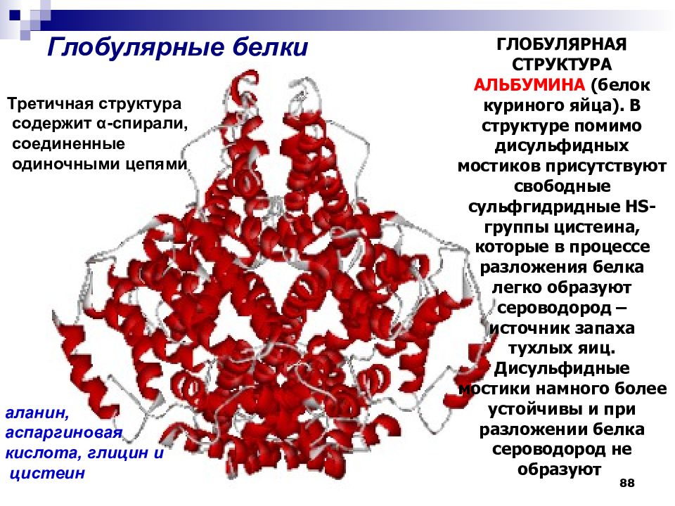 Фибриллярная и глобулярная структура белка. Глобулярные белки третичной структуры.