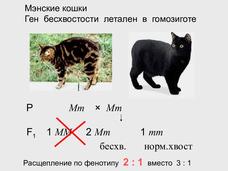 Кошка гена. Аллельное исключение. Аллельное исключение примеры у человека. Аллельное исключение это в генетике. Межаллельная комплементация это в генетике.