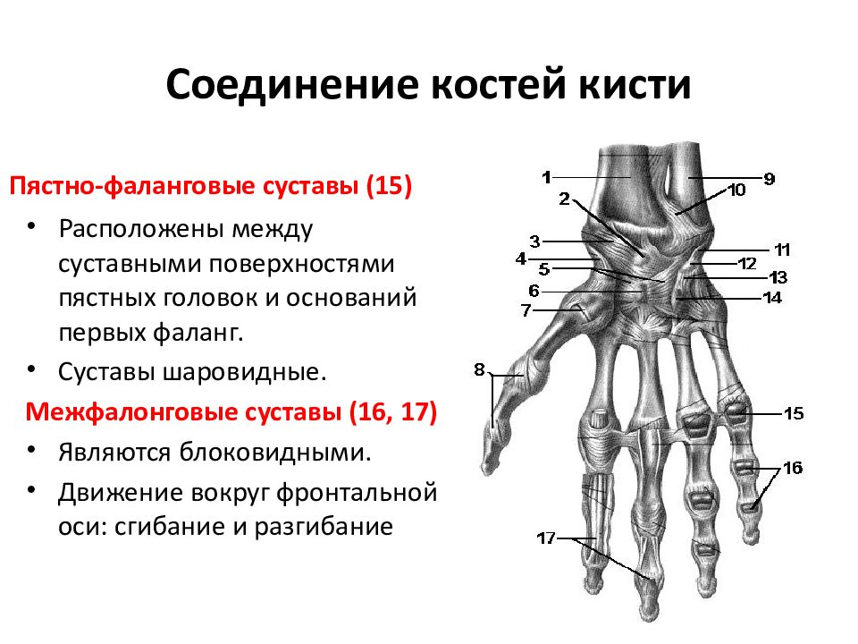Соединения костей запястья. Среднезапястный сустав анатомия. Запястно-пястный сустав большого пальца. Поясно-фалпнговые суставы. Пястнофалановый сустав.