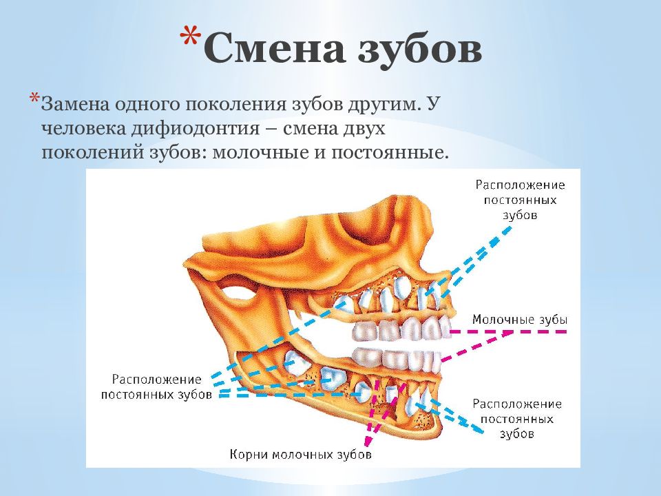 Строение молочного зуба у детей. Строение молочных и постоянных зубов. Молочный зуб 6 строение. Строение и смена зубов у детей.