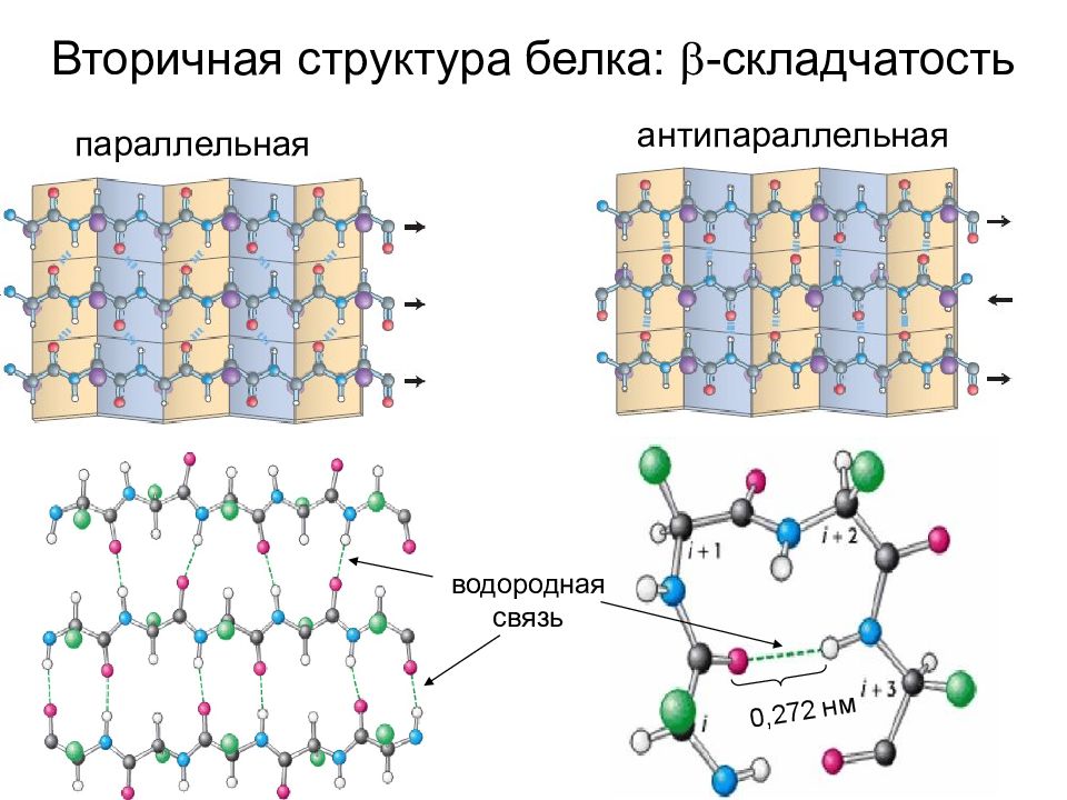 Вторичная структура белка картинка