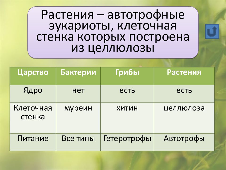 Целлюлоза царство. Клеточная стенка Тип питания ядро.