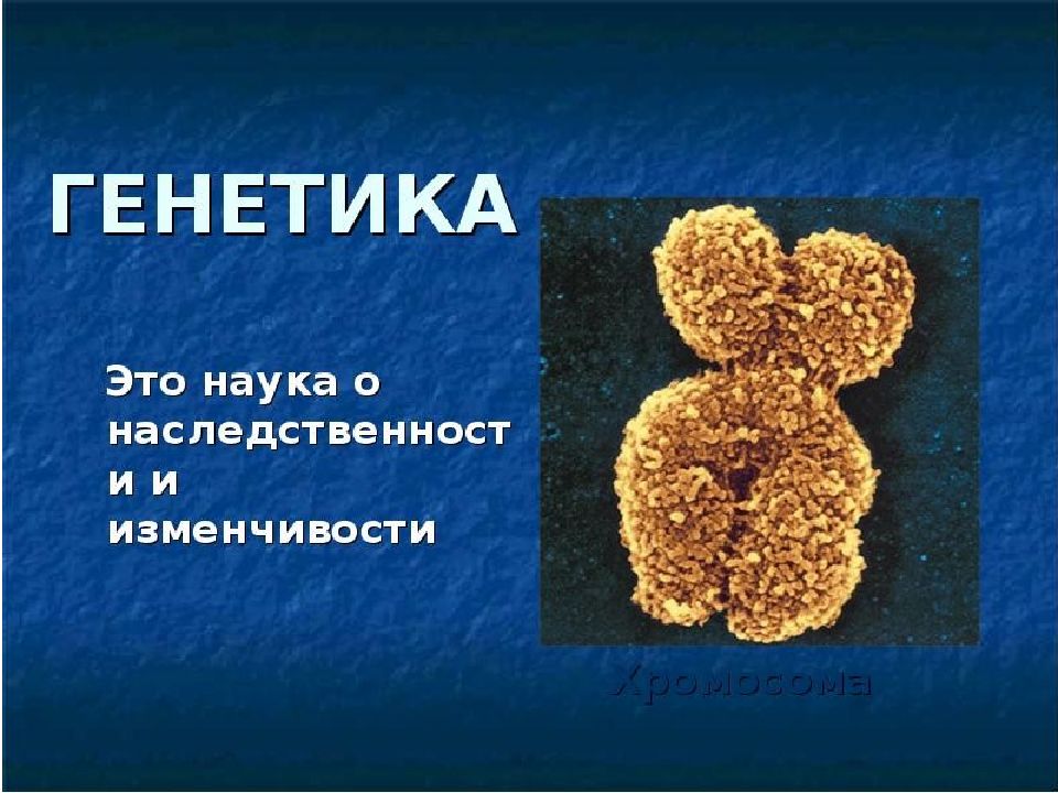 наследственность изменчивость