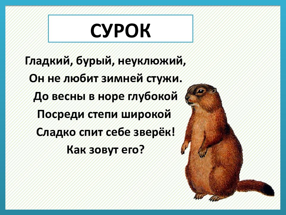Сурок 8 букв сканворд