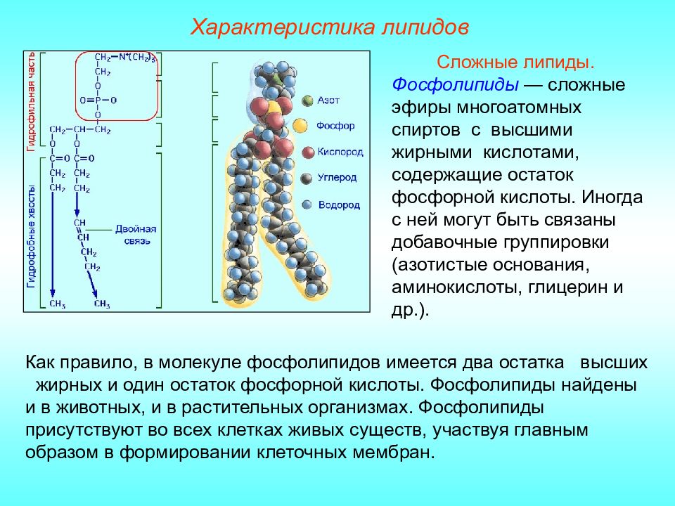 Липиды химия презентация