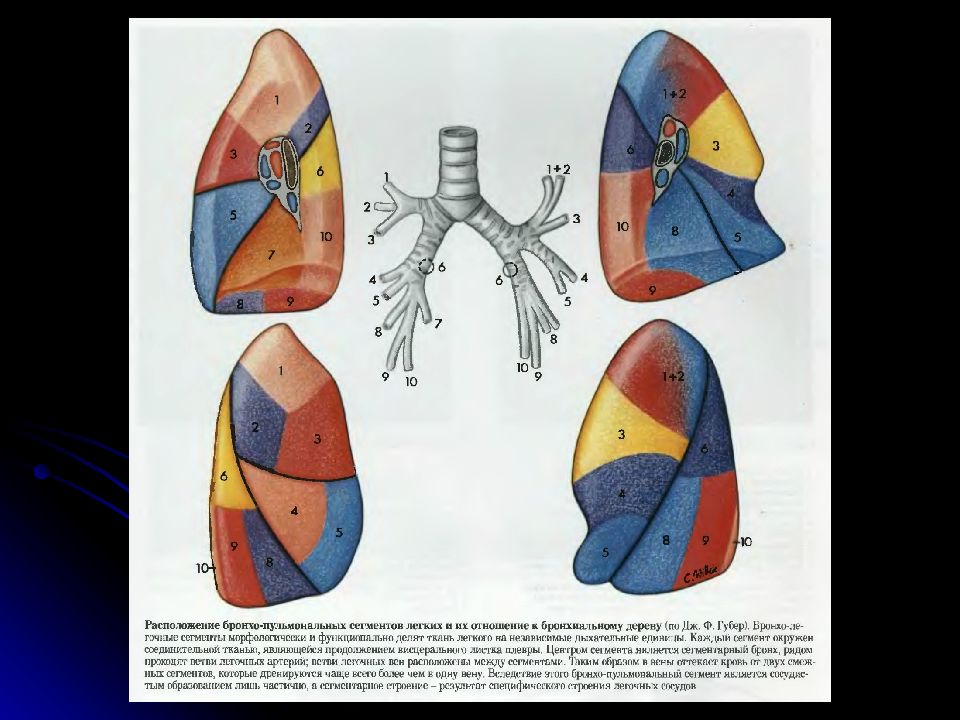 Язычковые сегменты левого. Сегменты легкого анатомия. Сегментарное строение легких. Доли легкого и сегменты. Доли легкого анатомия.