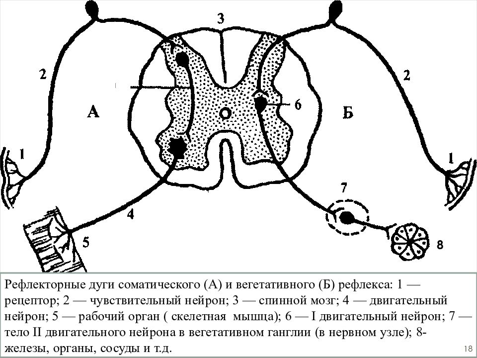 Рефлекторная дуга с мозгом. Строение нерва ОГЭ. ОГЭ нервная система презентация. Строение нервной системы ОГЭ. Нервная система ОГЭ.