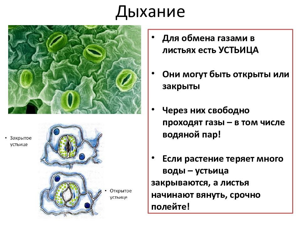 Поры листьев