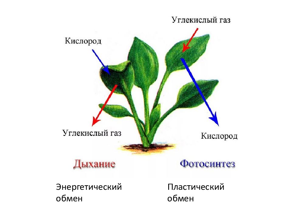 Схема процесса дыхания растения