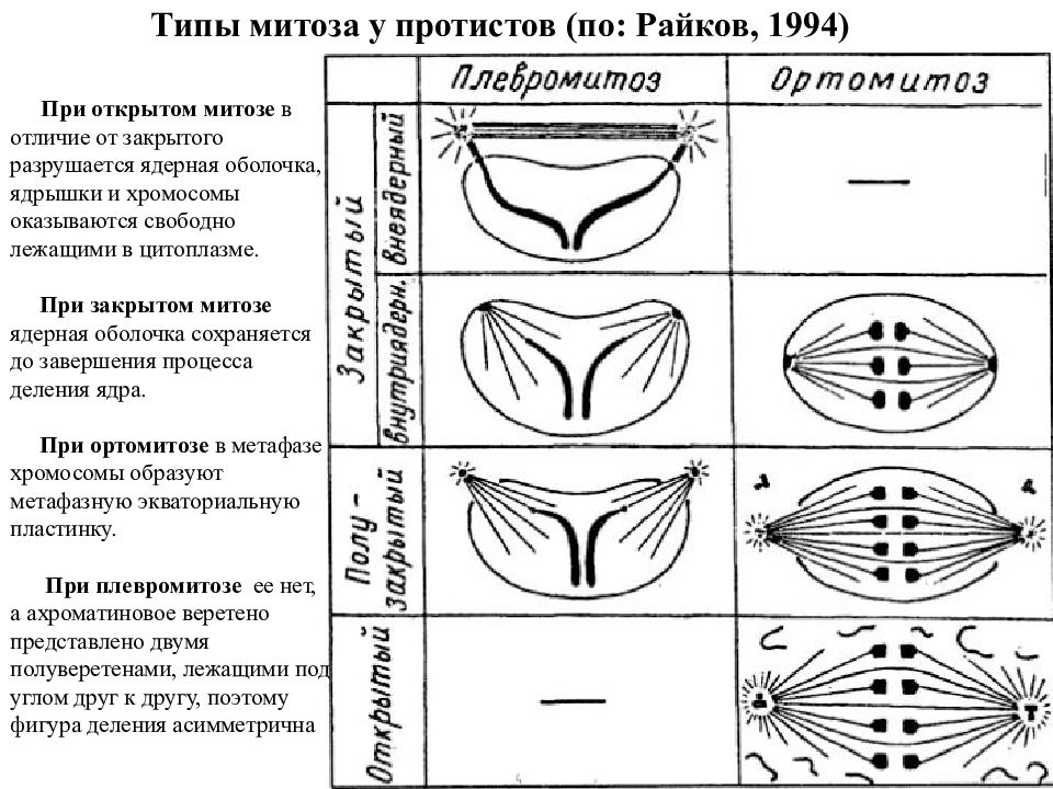 Соотнесите изображения с названиями. Митоз закрытый полузакрытый открытый. Типы митоза. Типы митоза ортомитоз. Митоз открытый. Митоз закрытый.