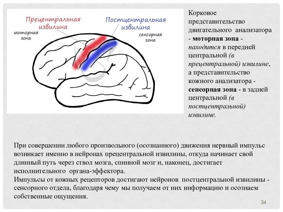 Внд подготовка к егэ презентация