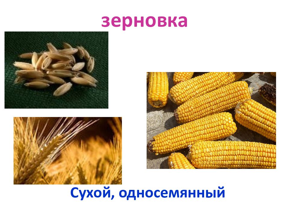 Зерновка это сухой плод. Растения с плодом Зерновка. Плод Зерновка у растений семейства. Зерновка односемянный. Зерновка фото плода.