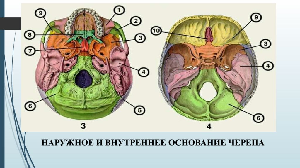 Внутреннее основание. Внутреннее основание черепа рисунок с обозначениями. Наружное и внутреннее основание. Мышцы основания черепа. Мышцы основания черепа анатомия.