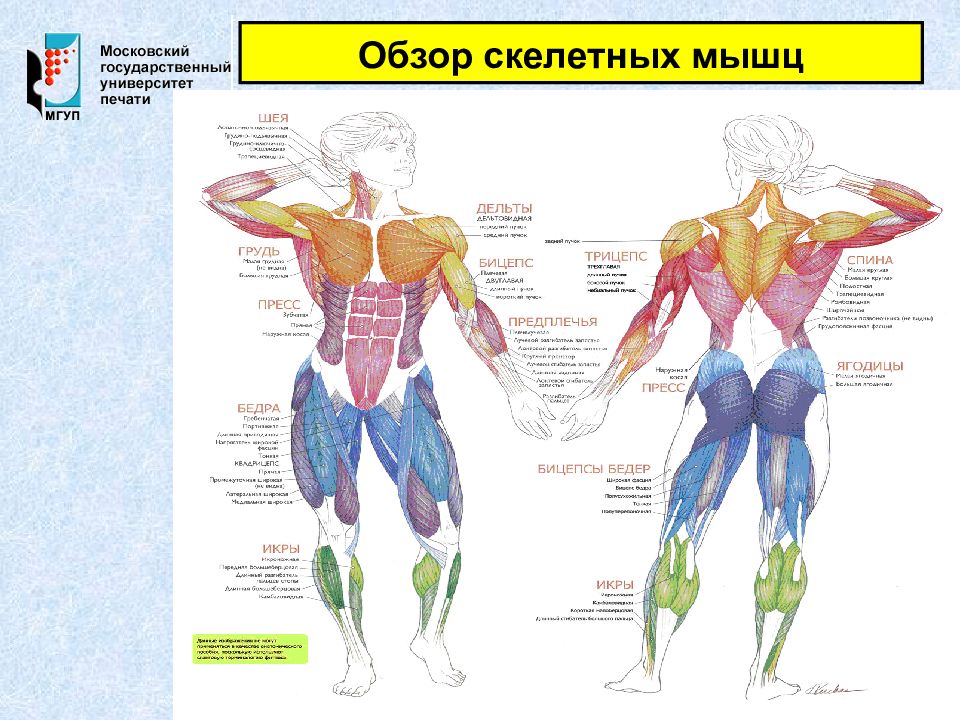 Основные скелетные мышцы. Основные группы скелетных мышц схема. Основные группы скелетных мышц человека. Характеристика скелетных мышц человека. Обзор скелетных мышц.