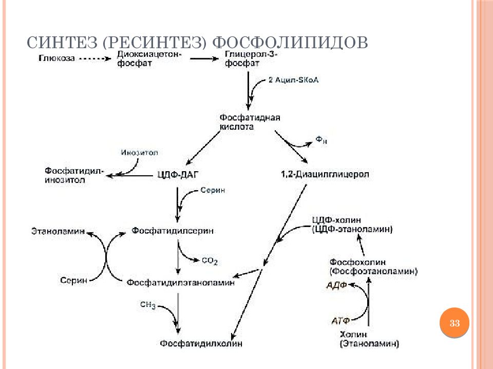 Схему синтеза триглицеридов и фосфатидов