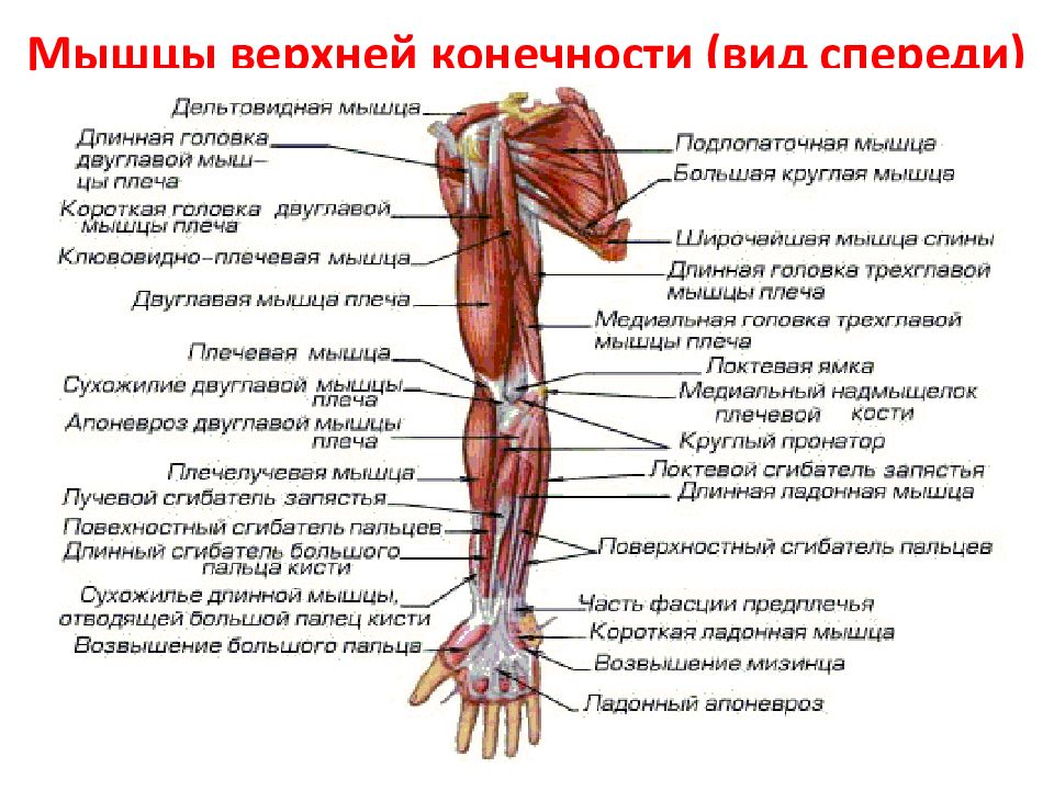 Предплечья это где фото