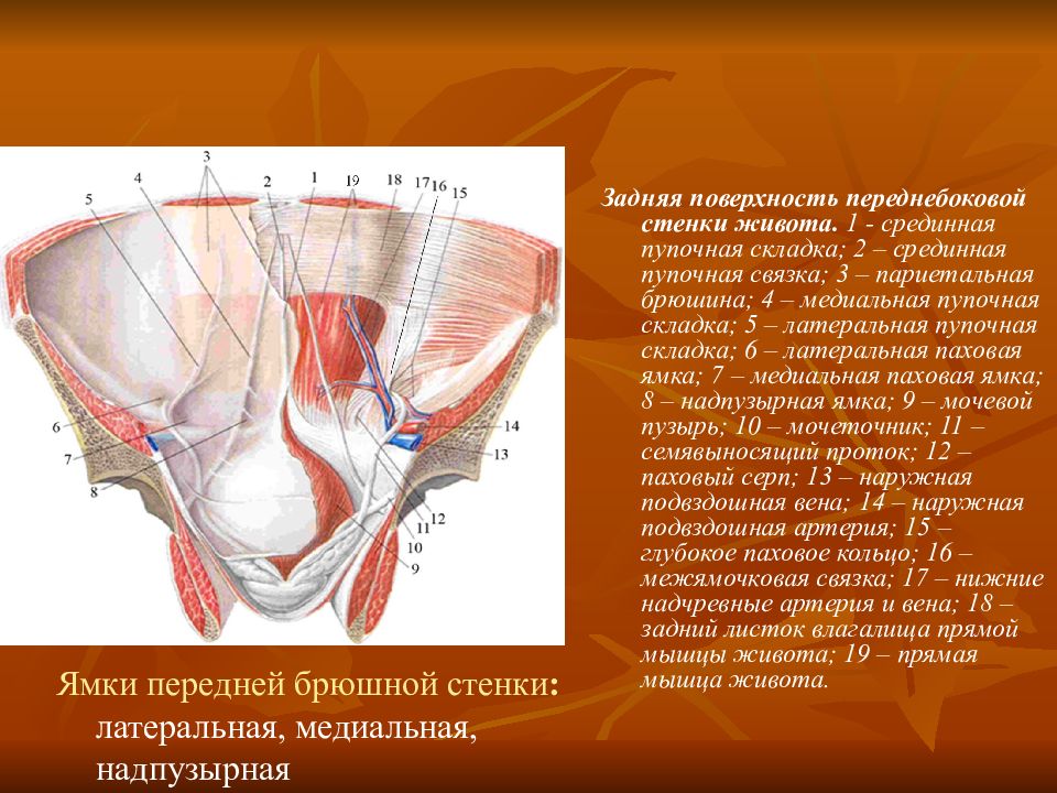 Топография брюшной стенки презентация