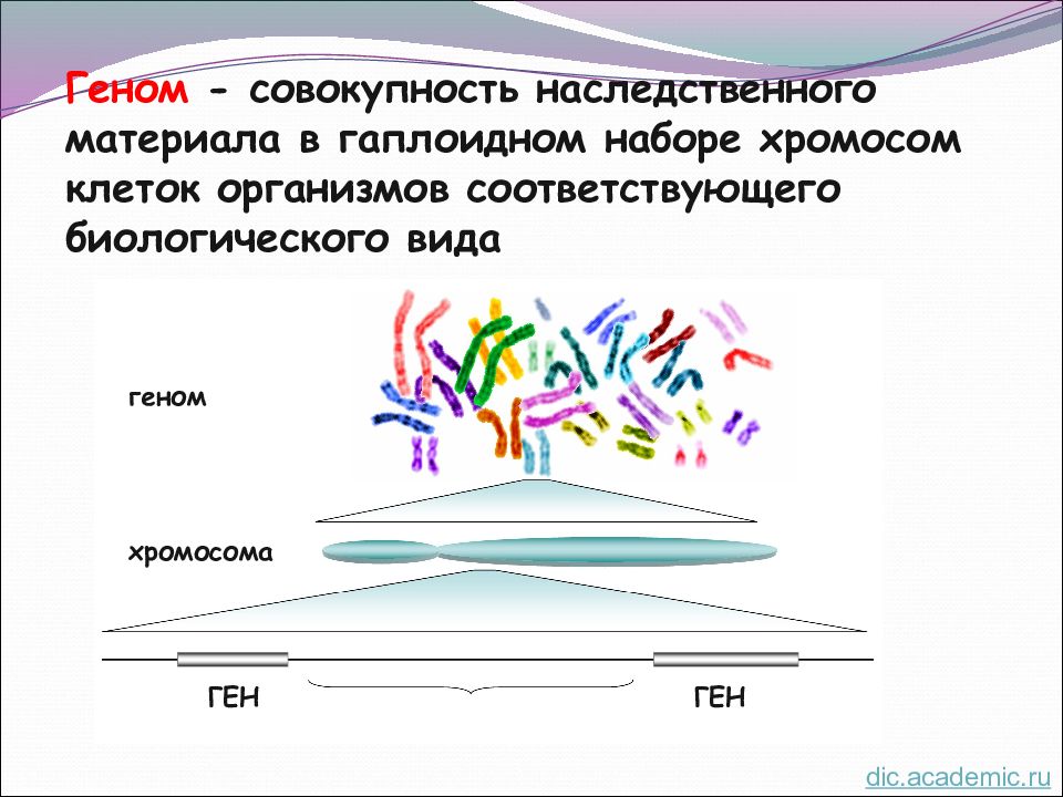 Совокупность гена. Ген и геном. Совокупность генов в гаплоидном наборе. Совокупность генов генетического материала. Совокупность генетического материала в клетке.