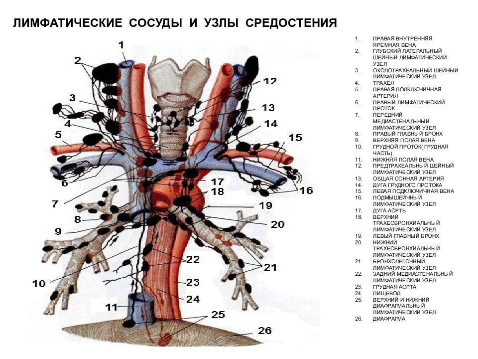 Лимфоузлы средостения легкого. Лимфатические узлы средостения схема. Лимфатические узлы грудной клетки кт. Лимфатические узлы переднего средостения на кт. Лимфоузлы переднего средостения на кт.