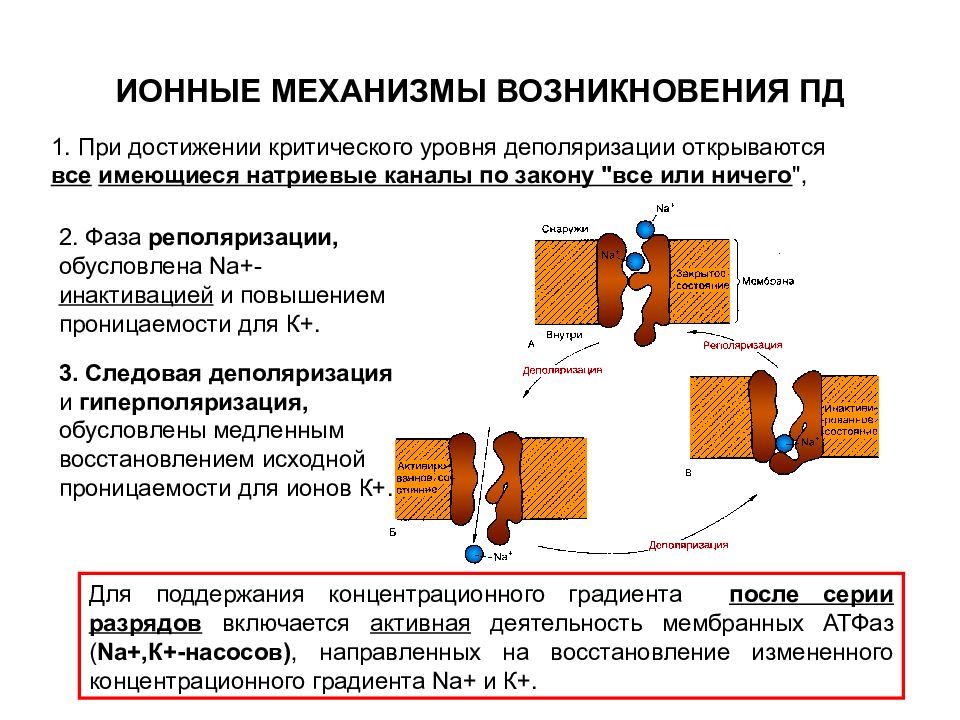 Потенциал действия физиология презентация