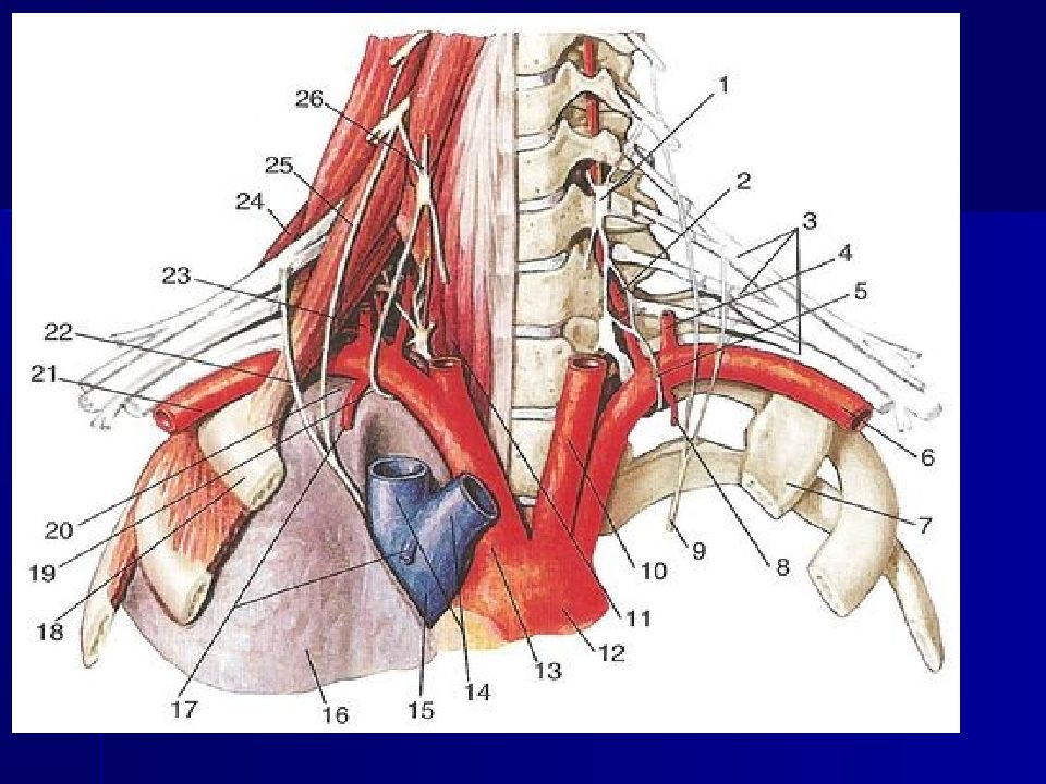 Аберрантная подключичная артерия. Подключичная артерия, (а. subclavia),. Артерия transversa Colli. Топография подключичной артерии. Щитошейный ствол анатомия ветви.