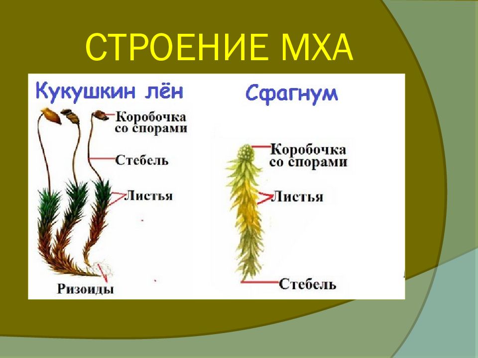 Рассмотрите изображение растений кукушкин лен ламинария кукуруза