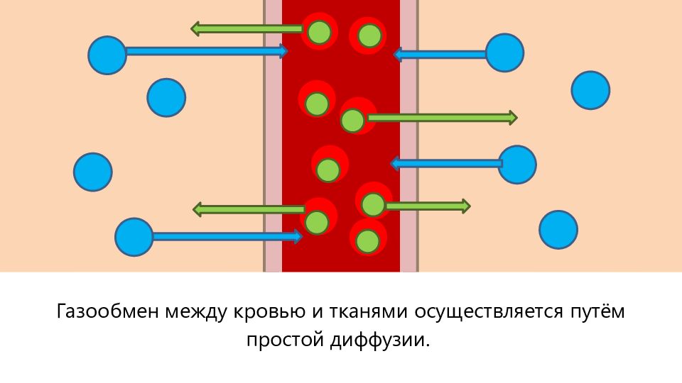 Движение кислород. Газообмен между кровью и тканями. Механизм обмена газов между кровью и тканями. Газообмен между кровью и тканями физиология. Простая диффузия схема.