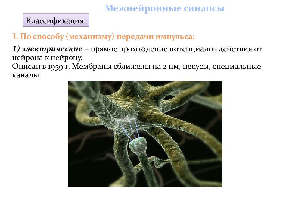 Классификация межнейронных синапсов